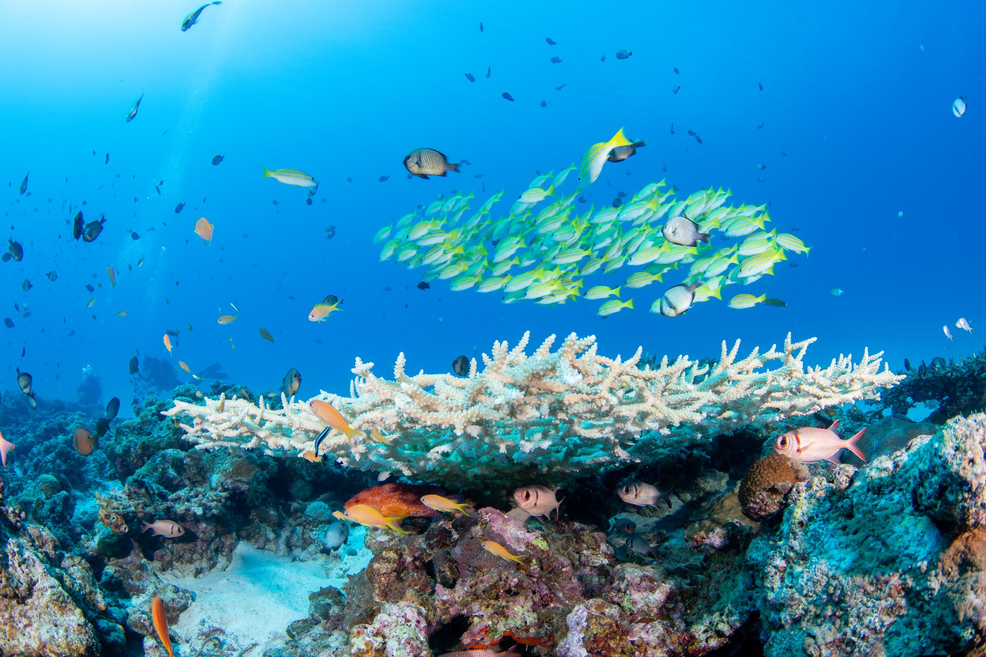 Beautiful underwater scenery of coral reefs and school of fish (Fourline Snapper)