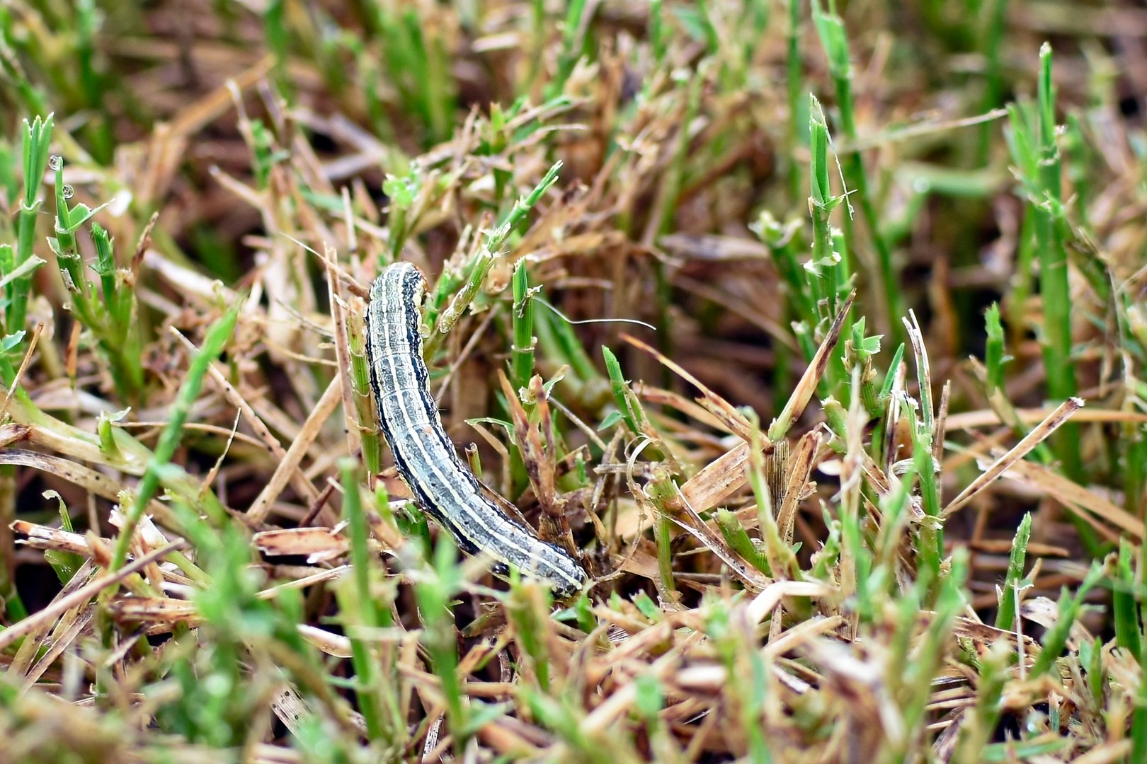Close up of a fall armyworm (Spodoptera frugiperda) eating grass in a lawn in central Alabama. These pests can strip a lawn in hours.