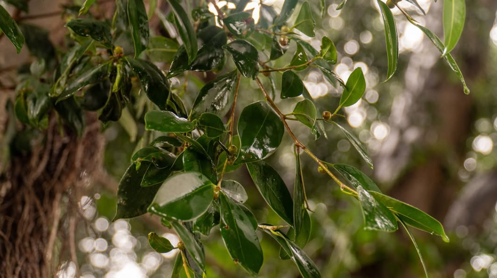 Ramota pastries and food