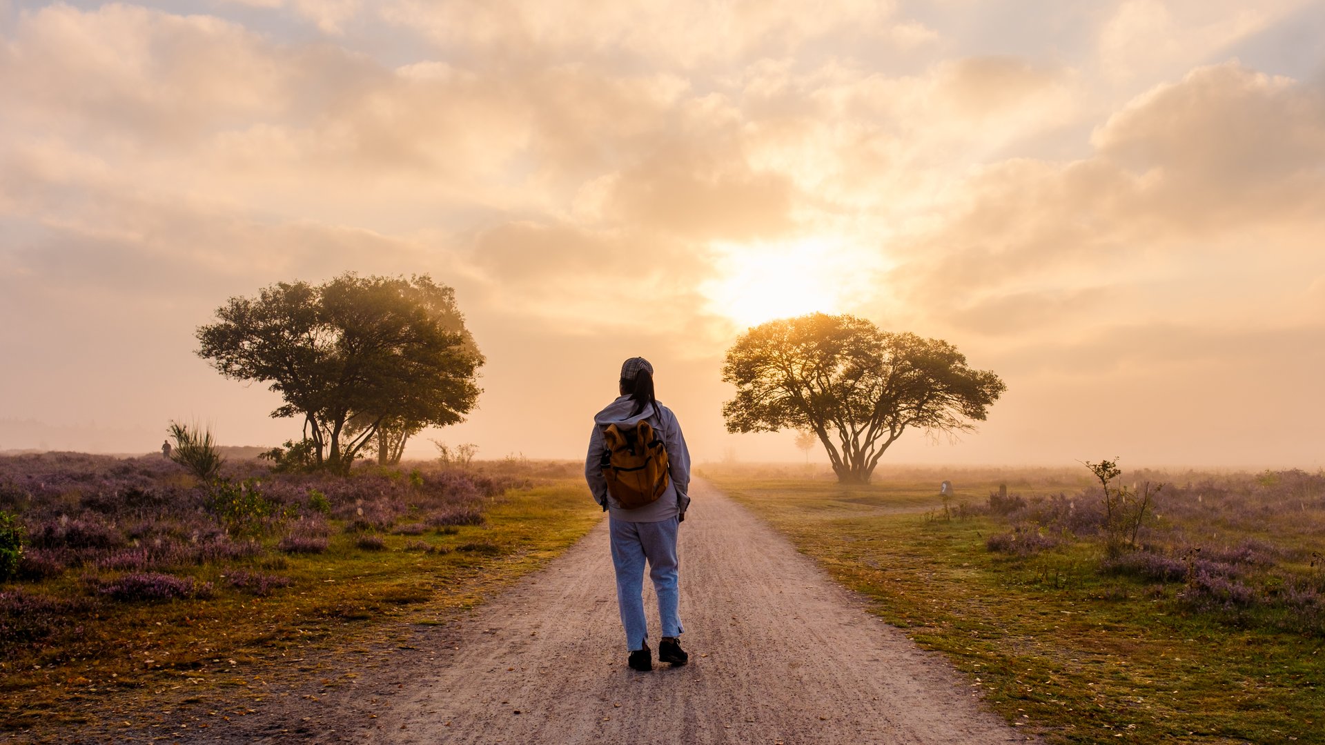 Soft hues of dawn illuminate heather fields as a solitary walker enjoys the serene beauty of Veluwe Zuiderheide Netherlands, woman walking between blooming heather fields