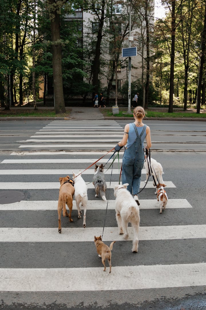 young female dog sitter walks with dogs walking pedestrian crossing. concept of friendship, pet. family walks lot of dogs, training raising animals. cynologist, zoopsychologist, psychologist.