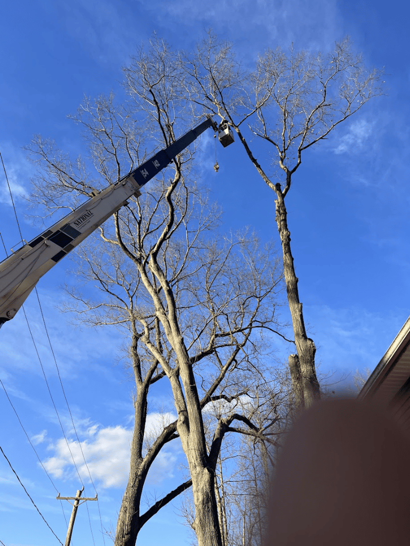 Tree Trimming Project