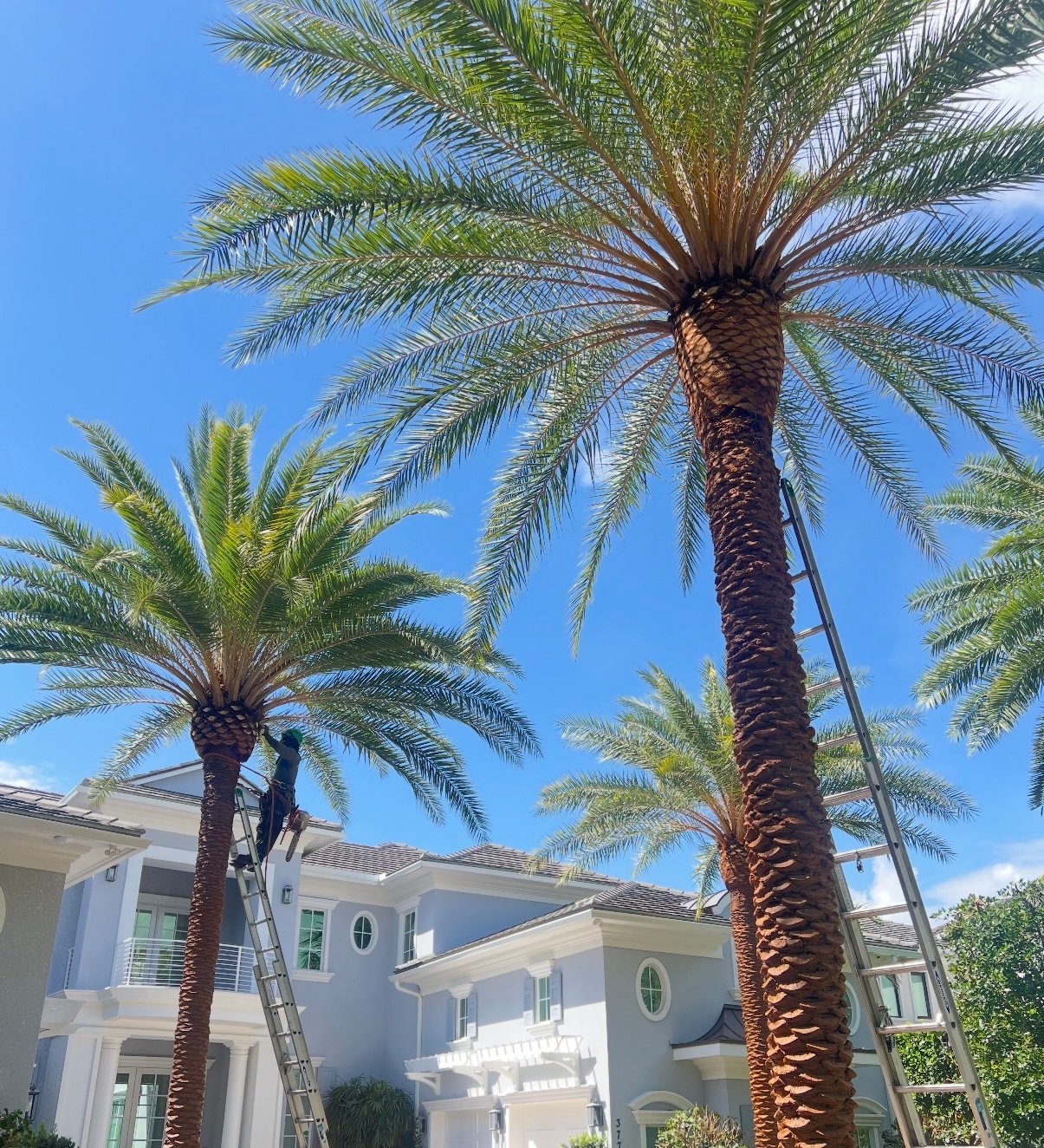 A Better Tree Florida professional tree service