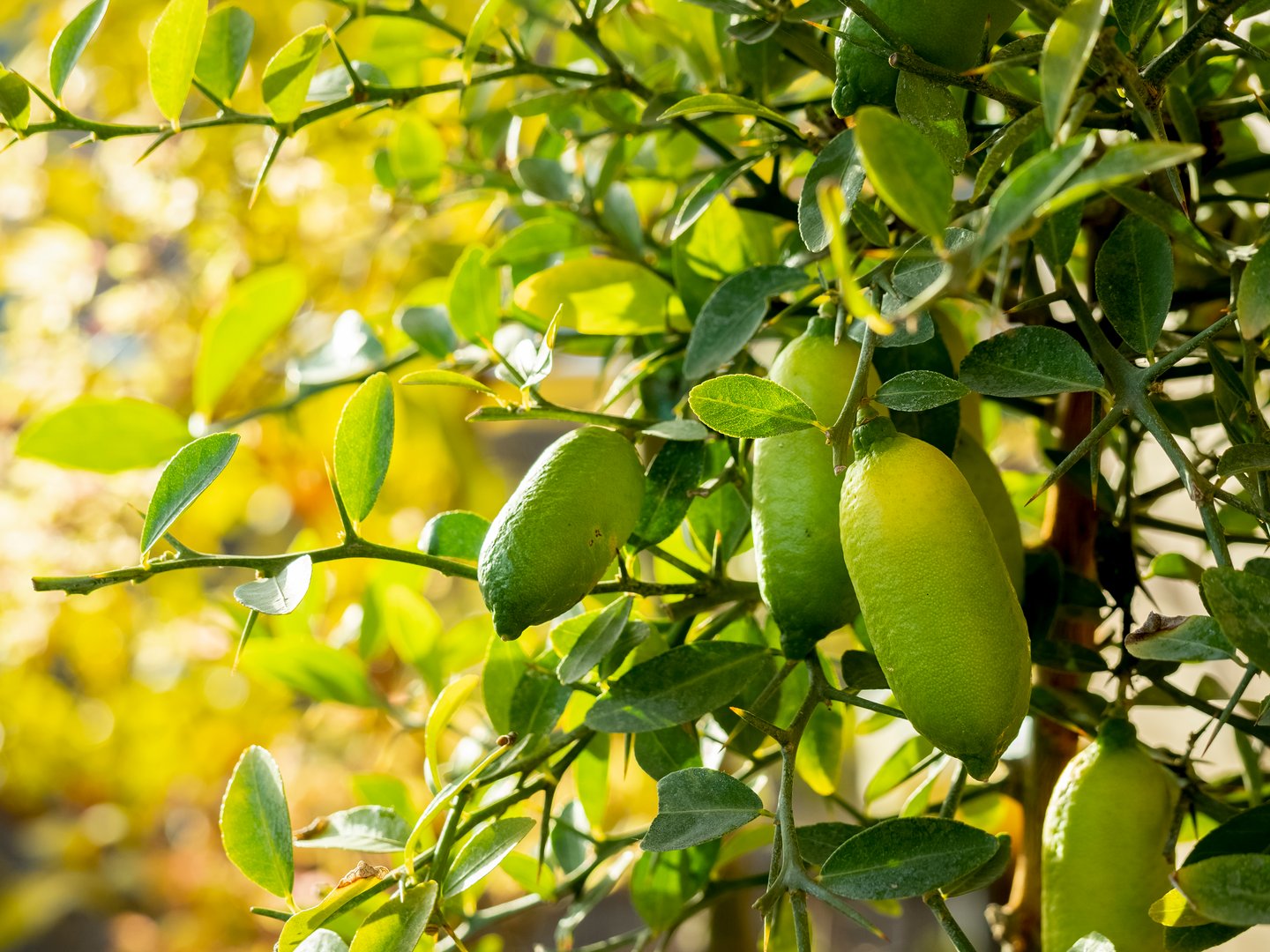 finger lime or caviar lime (Citrus australasica) with blurred background