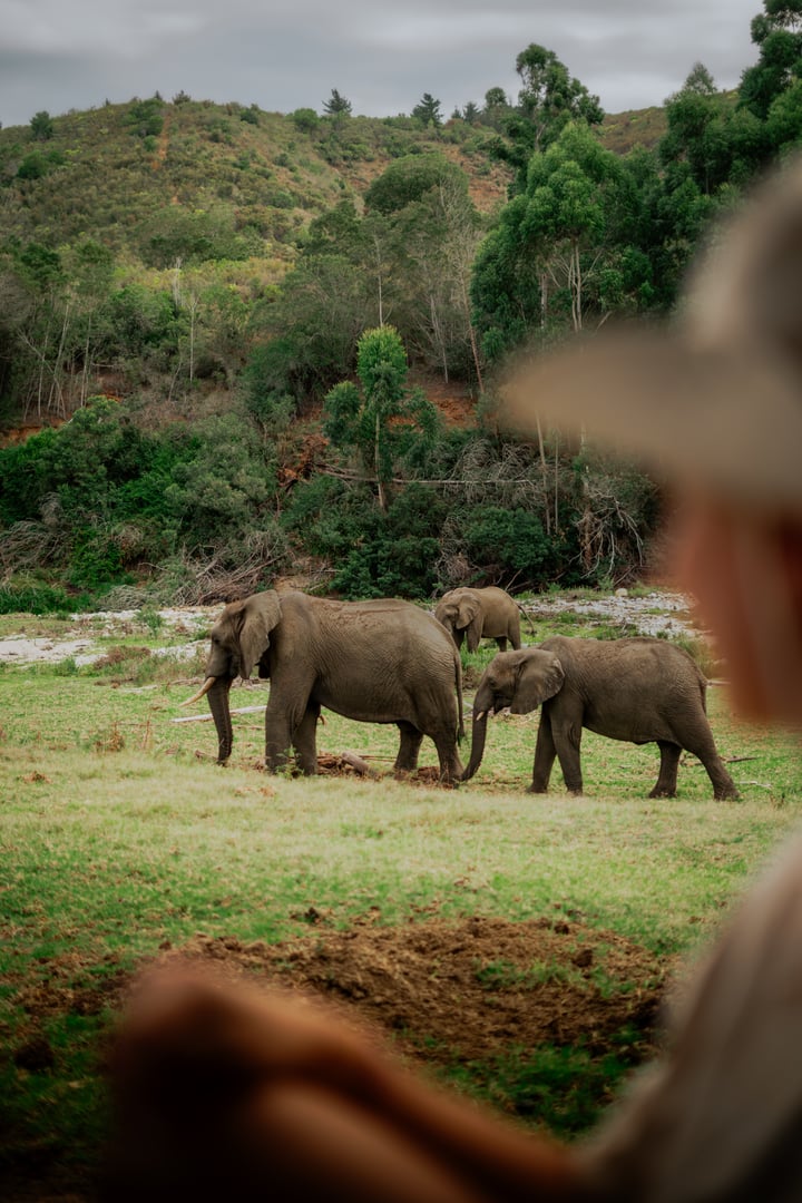 Wild elephants on a safari in South Africa.