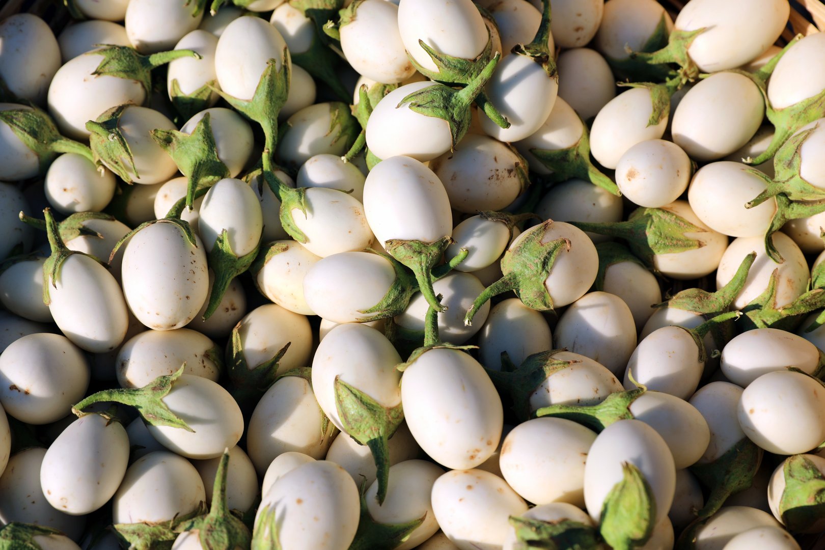 Fresh organic white eggplant vegetable