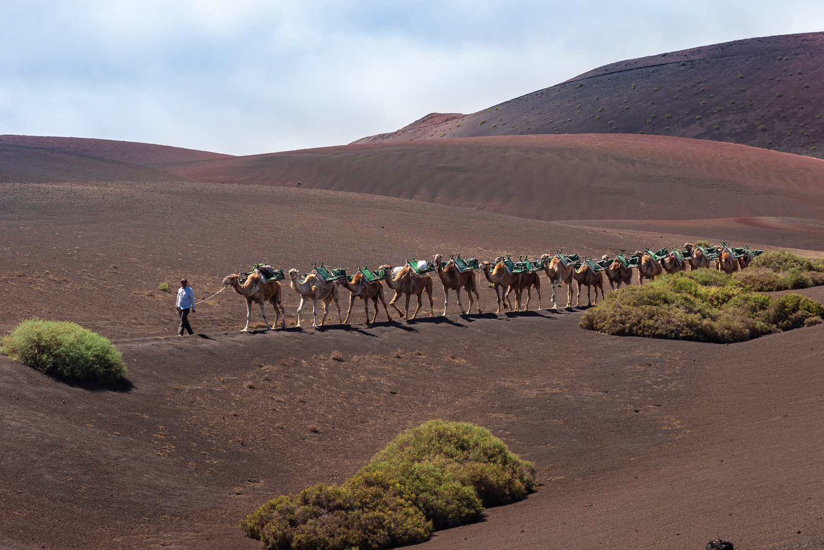 A long train of camels led by a local guide traverses the undulating, reddish-brown volcanic terrain of Lanzarote, offering a unique travel adventure for tourists.