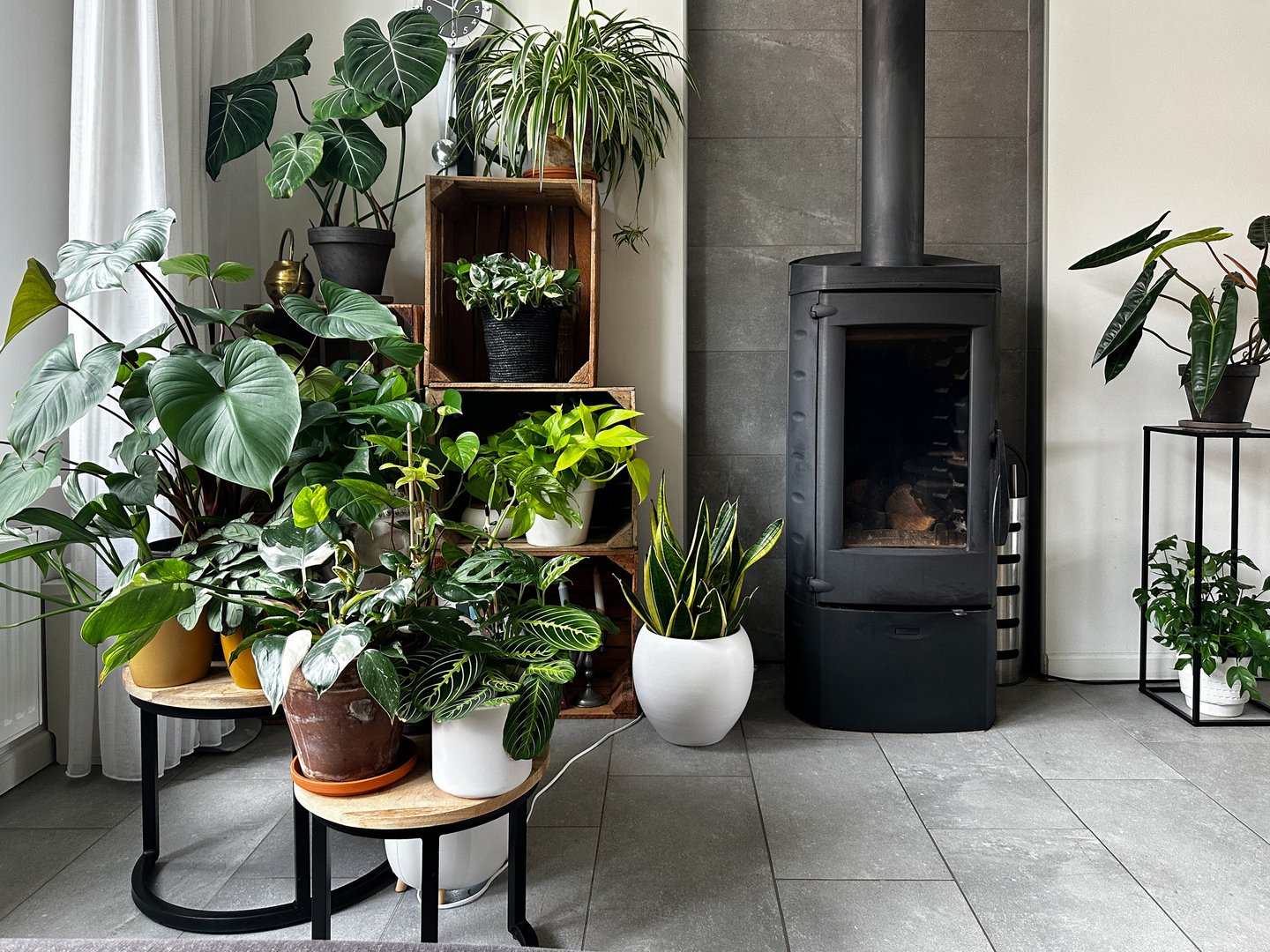 Lush green houseplants surround a wood stove in a living room. Wooden rustic shelves crates are used for shelves for books and flowers