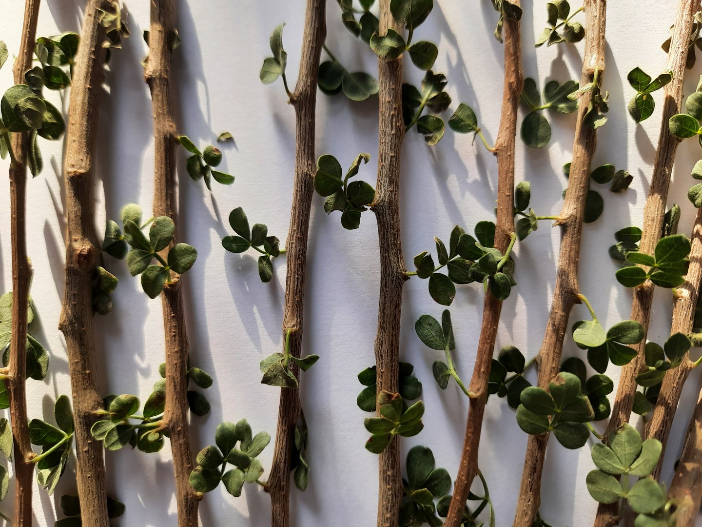 Old islamic traditional natural toothbrush Miswak or Siwak. Besham (Commiphora gileadensis)Arabian balsam tree, in Saudi Arabia, Yemen, Oman, Sudan and Egypt
