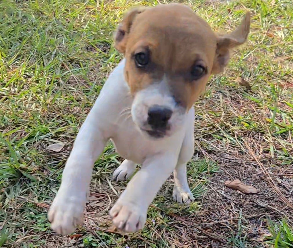 Jack Russell Terrier male puppy available from Tomlin Farms