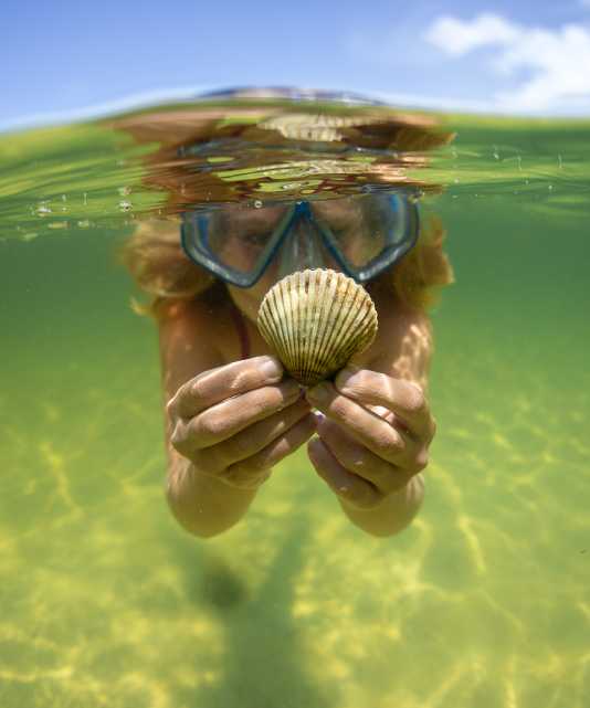 Scallop shells found at Cape San Blas beach
