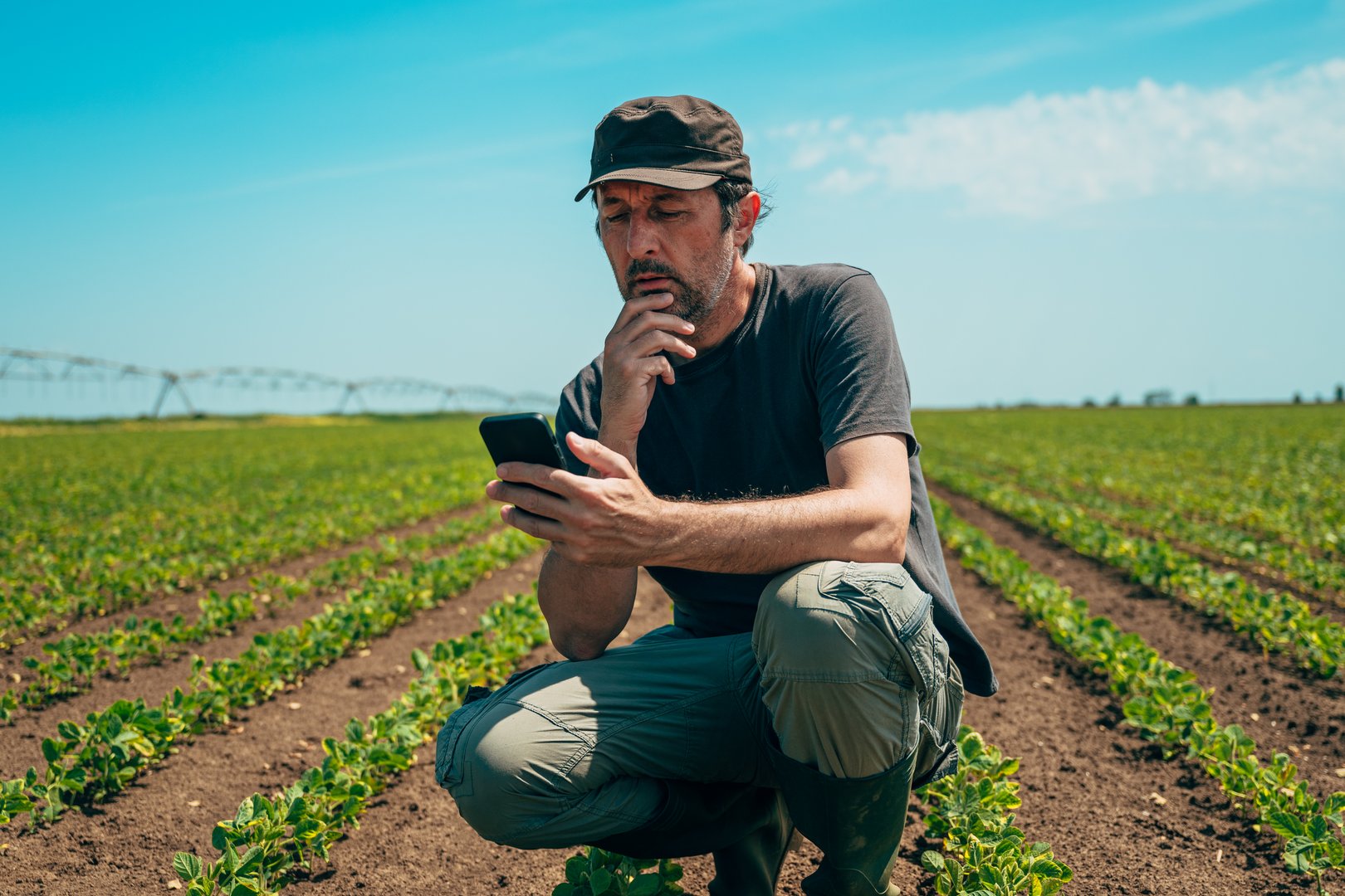 Squatting farm worker using smartphone in cultivated soybean seedling field, selective focus