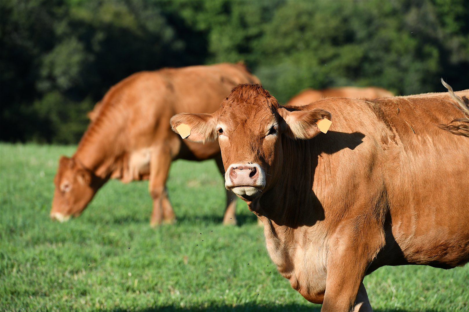 Limousin cows grazing in field