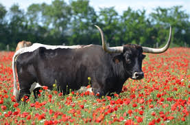 Texas Longhorn
