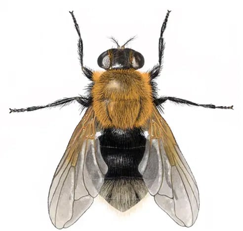 Humle og vepsebolflue - lær å skille harmløse insekter fra farlige veps