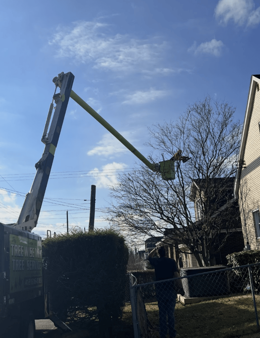 Tree Trimming Project