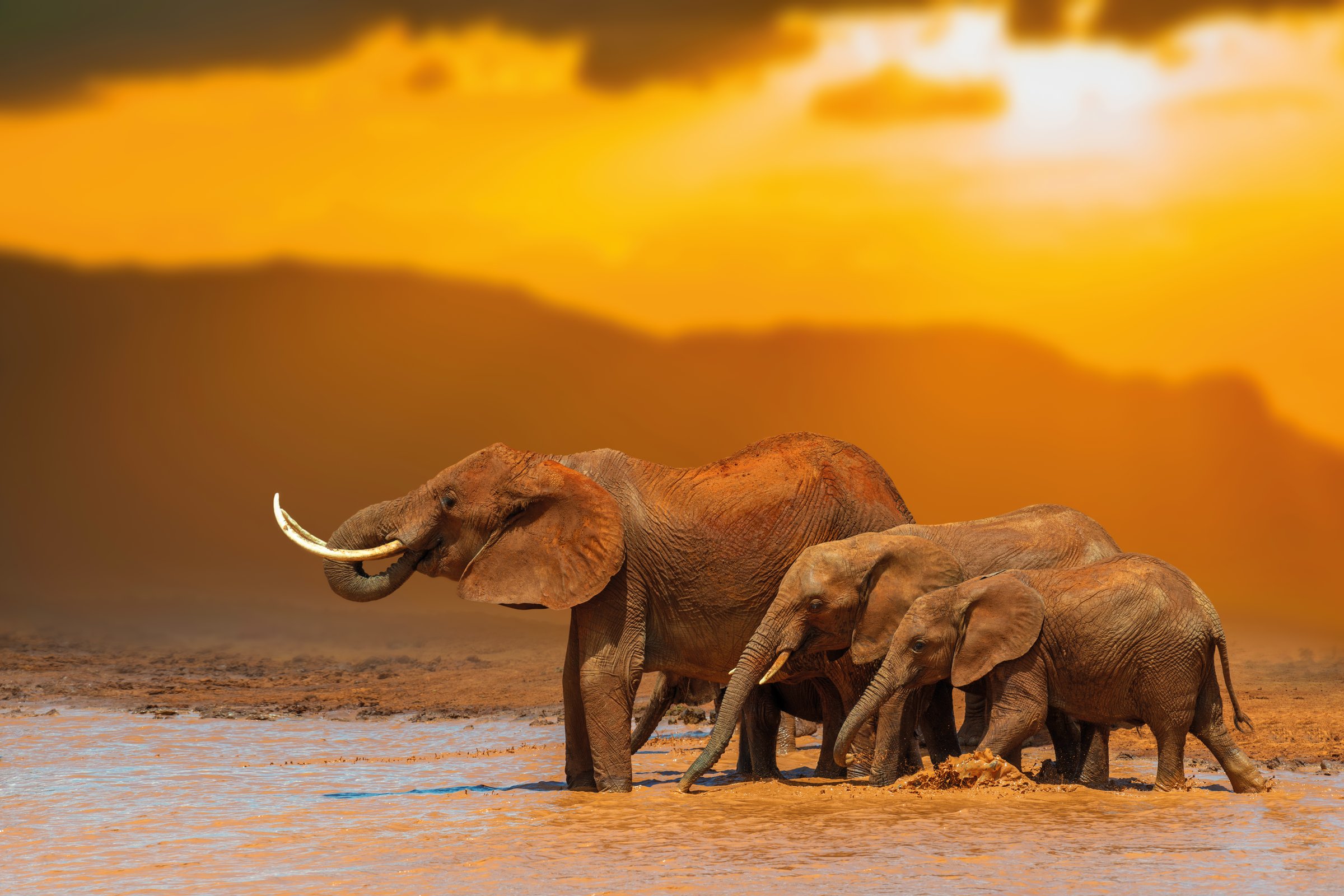 Elephant family in water on savannah in National park of Africa on sunset