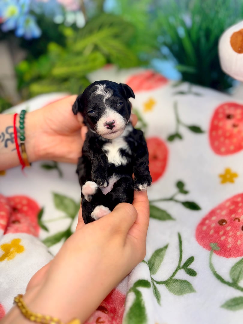 Chloe the Toy Poodle