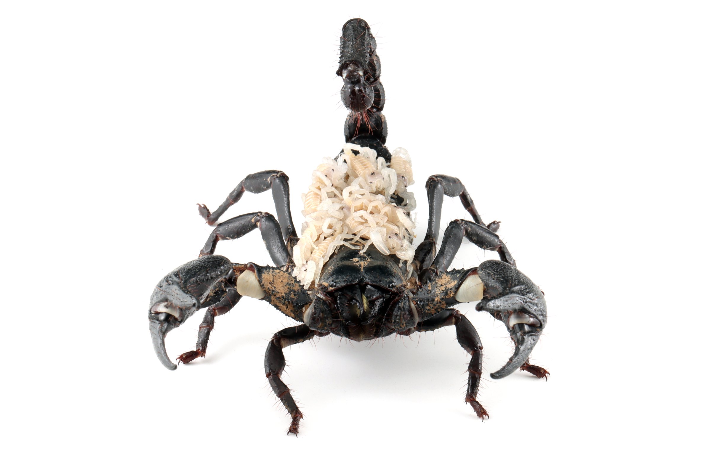 Black Asian forest scorpion (Heterometrus) Poisonous insects can be found in tropical forests in Asia isolated on a white background