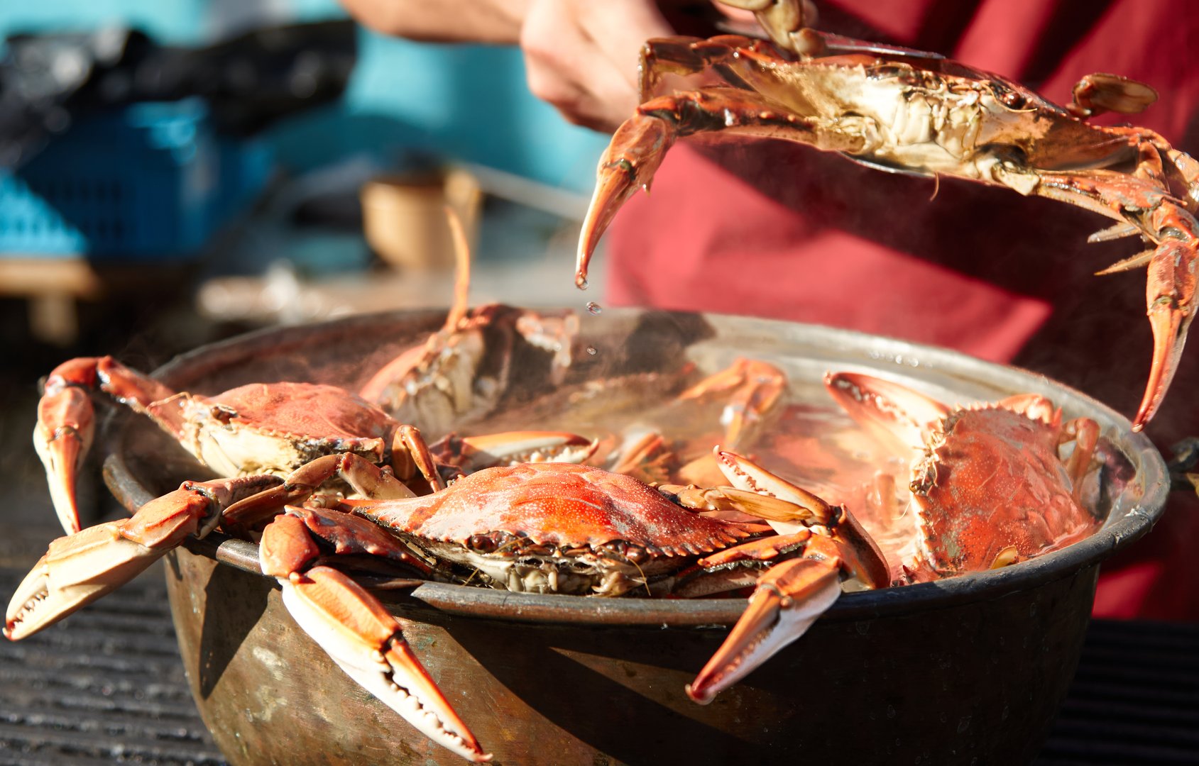 Chef steaming blue crabs in a pot