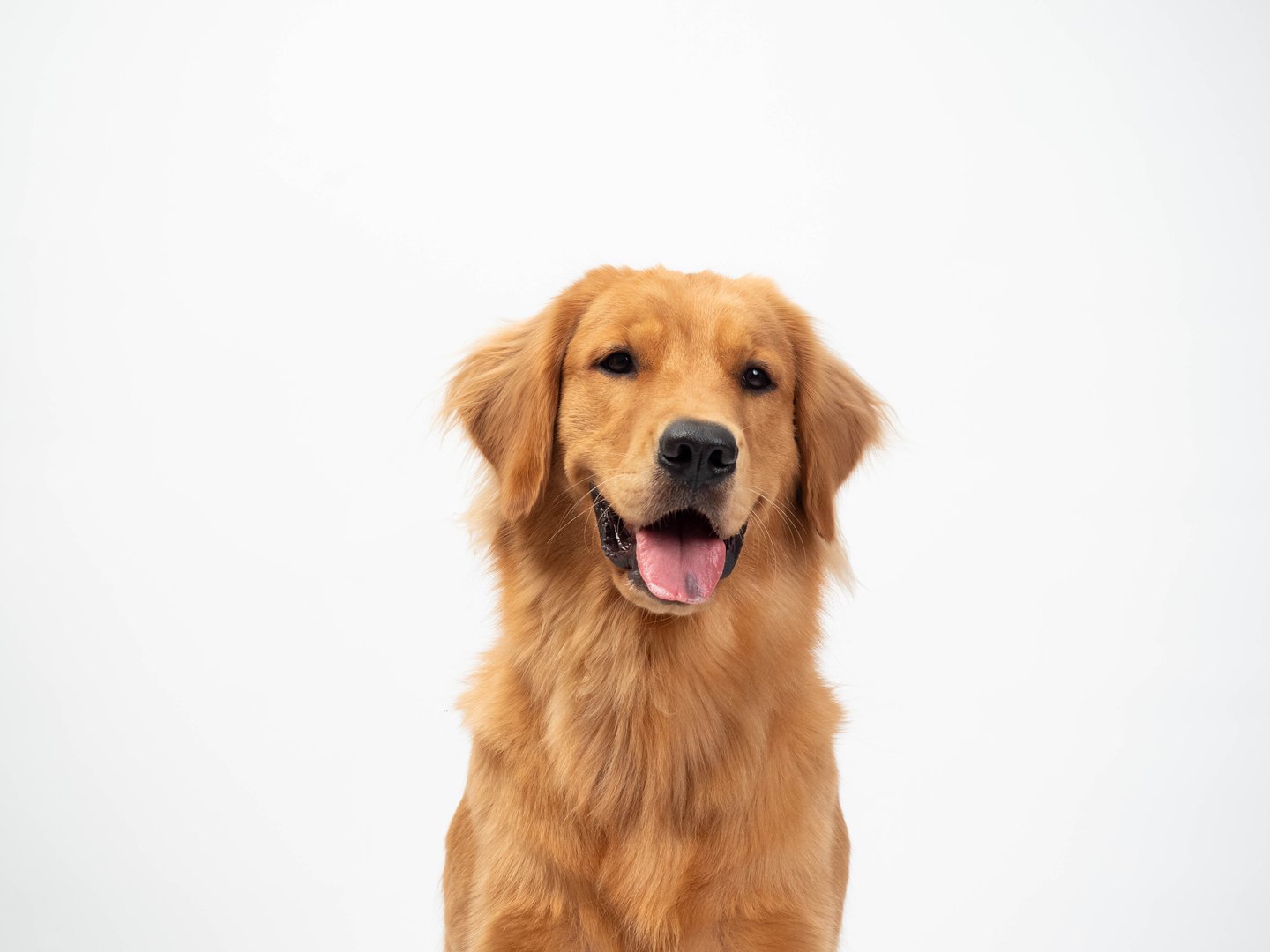 The studio portrait of the puppy dog Golden Retriever with a smile sitting on the white background