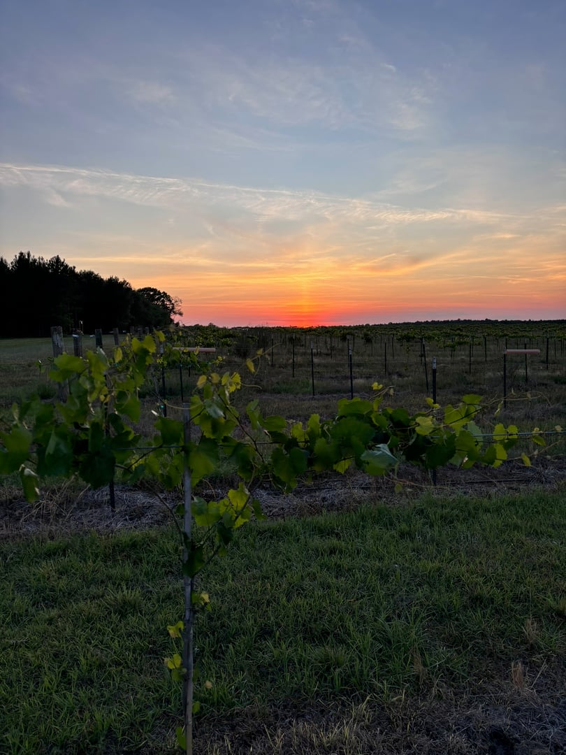 The Good Grape Company vineyard