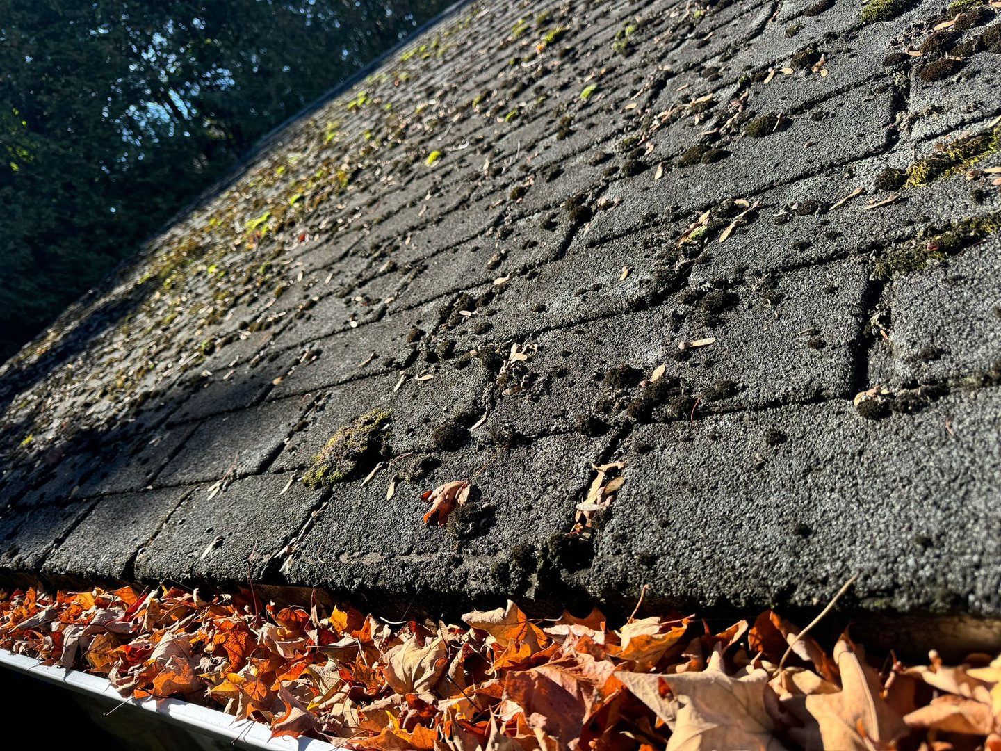 Roof with moss growth before