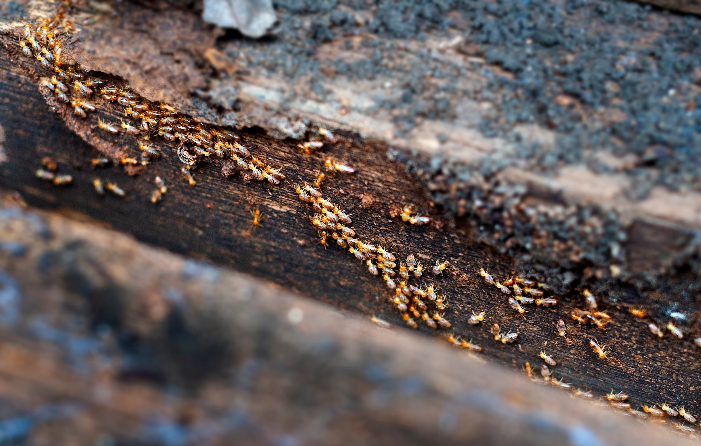 Termites is marching on old wood. Termite problem is wood eating.