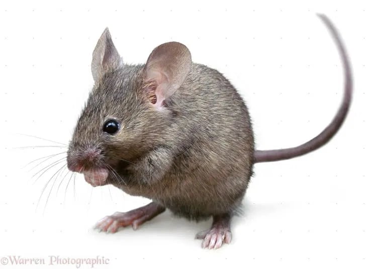 House Mouse