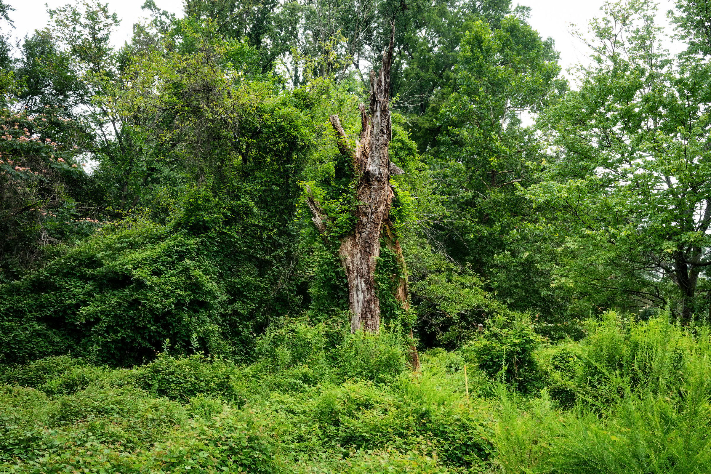 A dead tree surrounded by Sericea Lespedeza ground cover