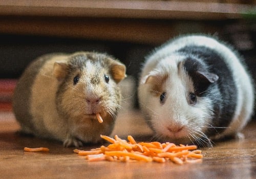Small Animal Care