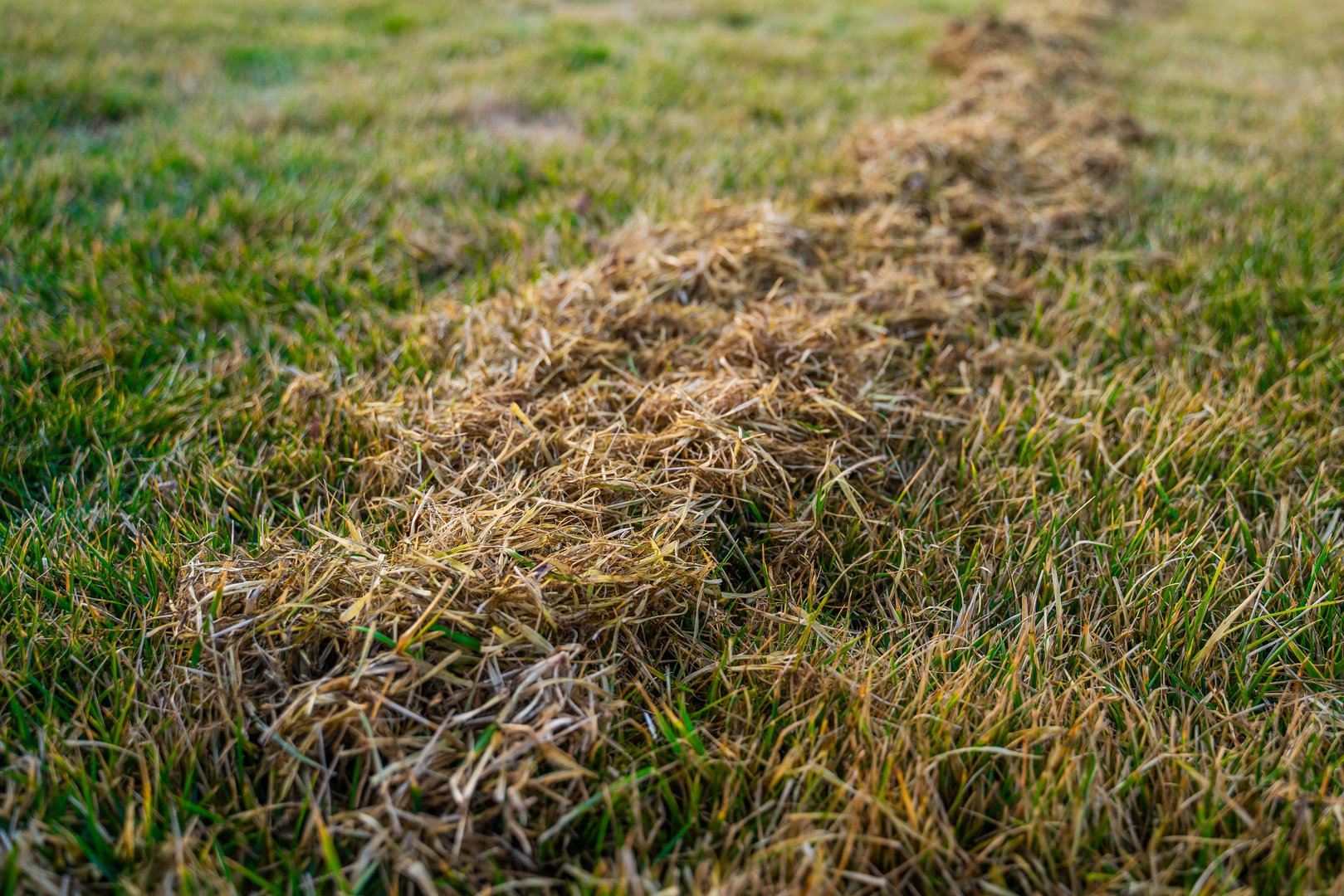 The process of lawn care after winter, combing the grass. Cleaning the grass after winter. Lawn care in the spring.