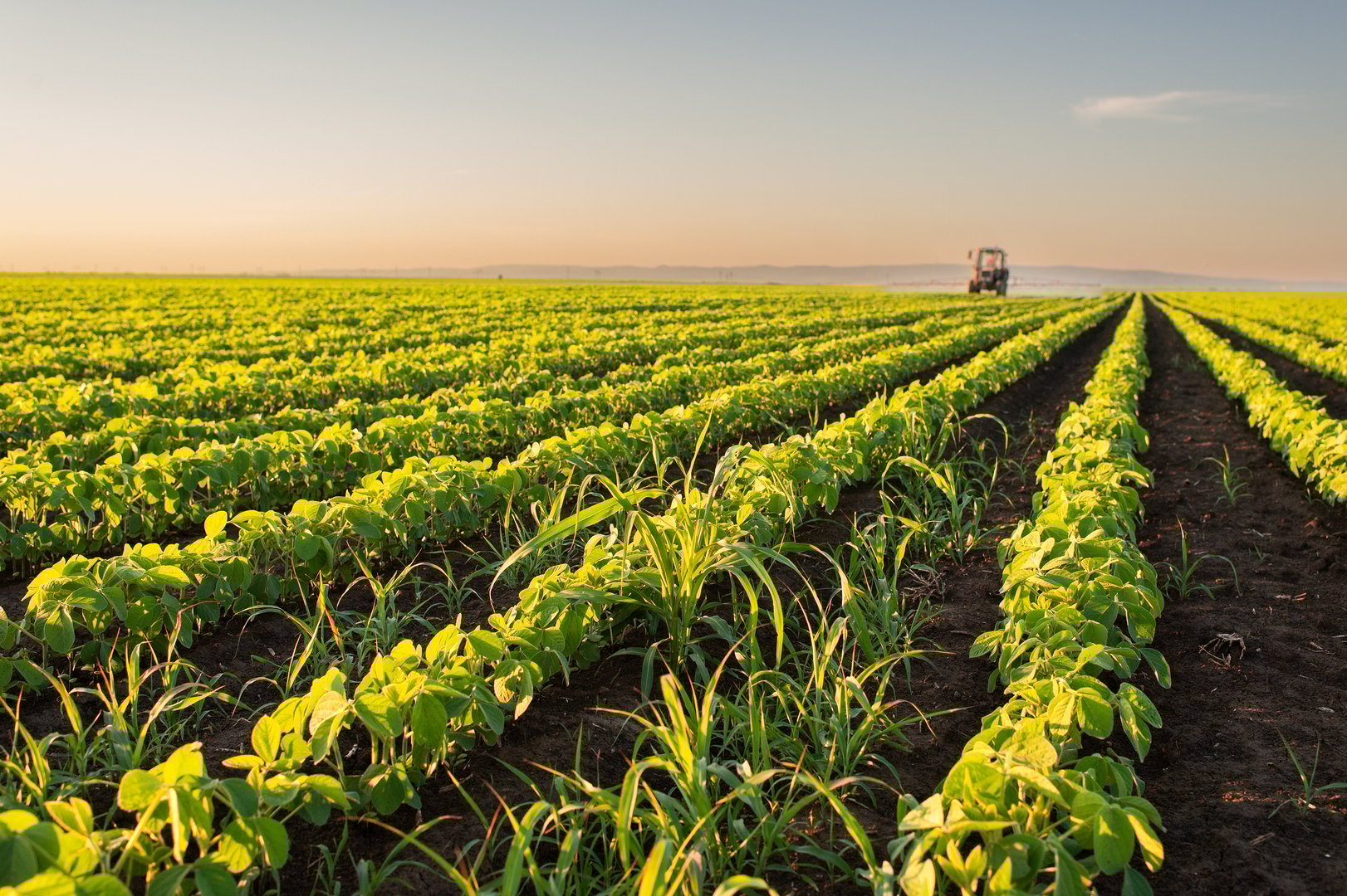 Tractor spraying pesticides on soybean field  with sprayer at spring