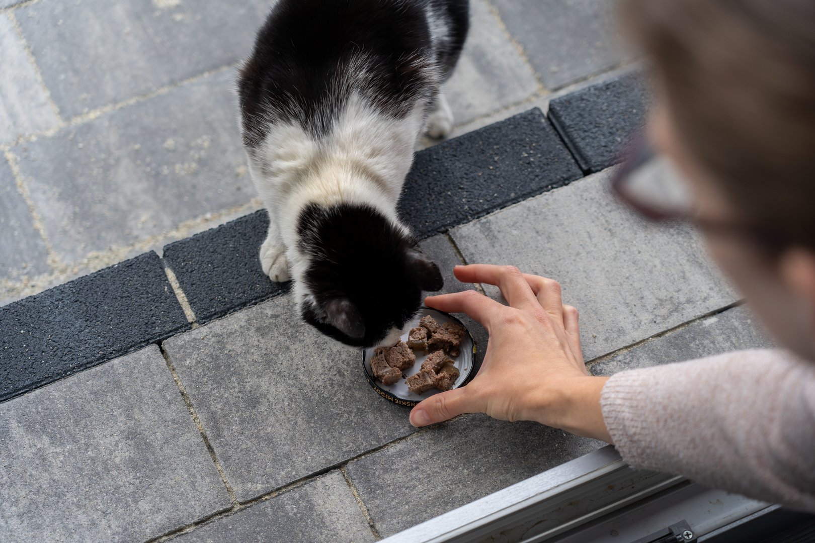 Woman feeding a stray cat