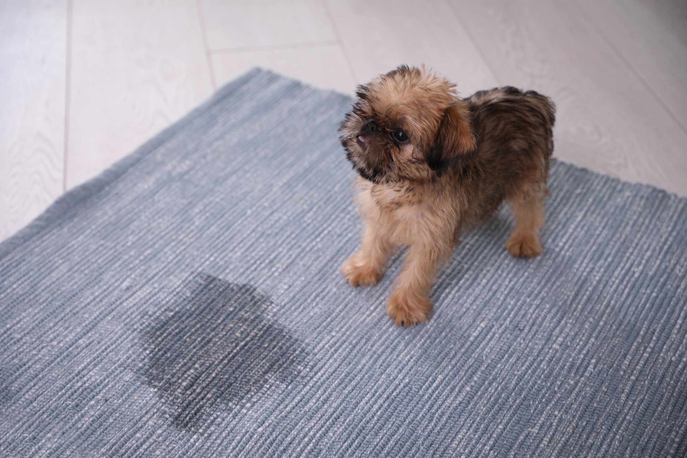 Puppy near puddle on area rug - pet urine stains and odors require professional rug cleaning in Atlanta