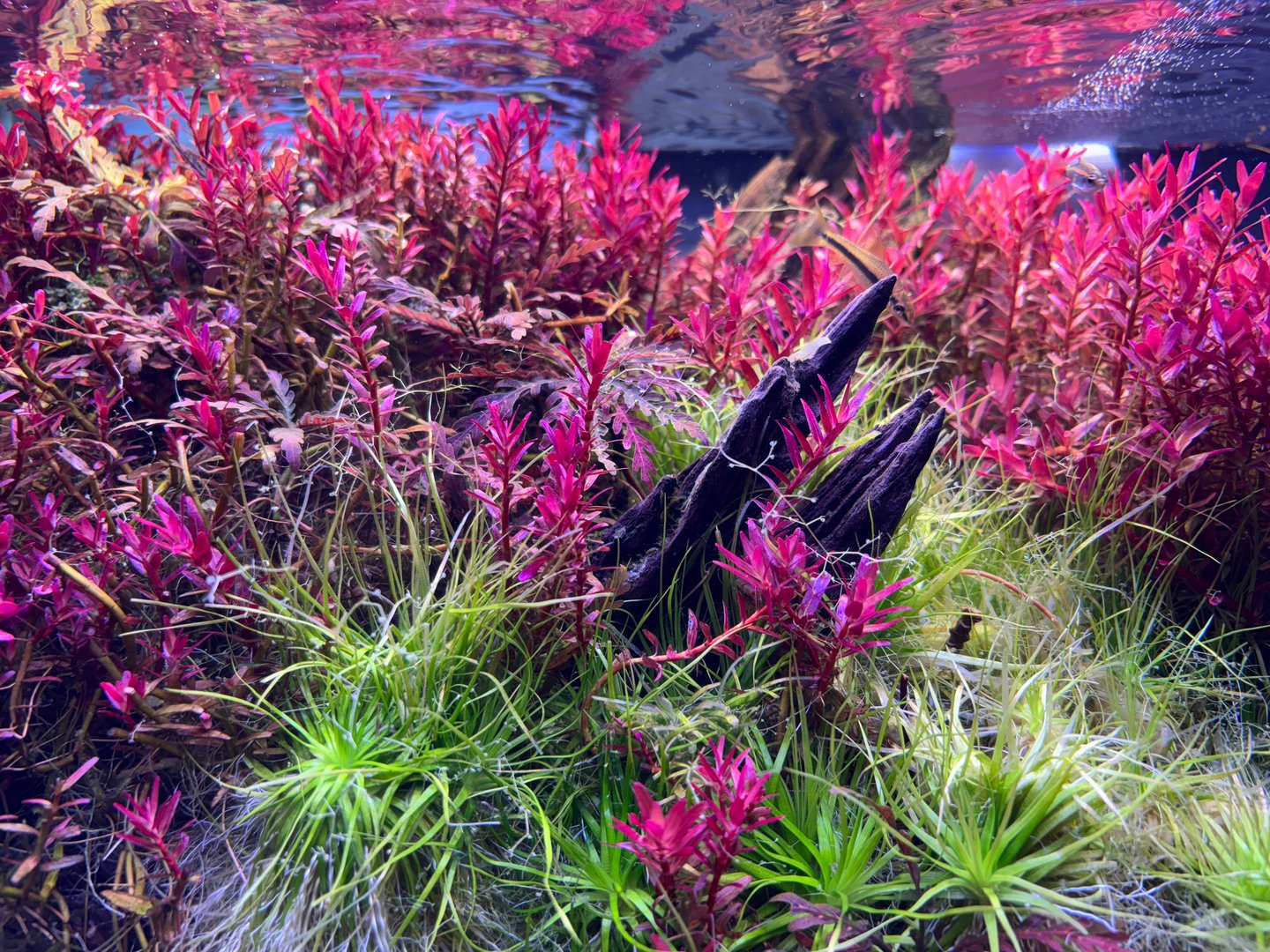 An underwater aquascape showcasing vibrant red and green aquatic plants, interspersed with dark wood elements, reflecting a serene and colorful ecosystem.