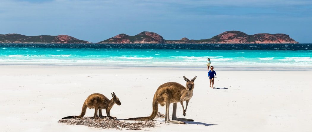 Kangaroos on a white sandy beach with turquoise water and distant islands. A person walks in the background.
