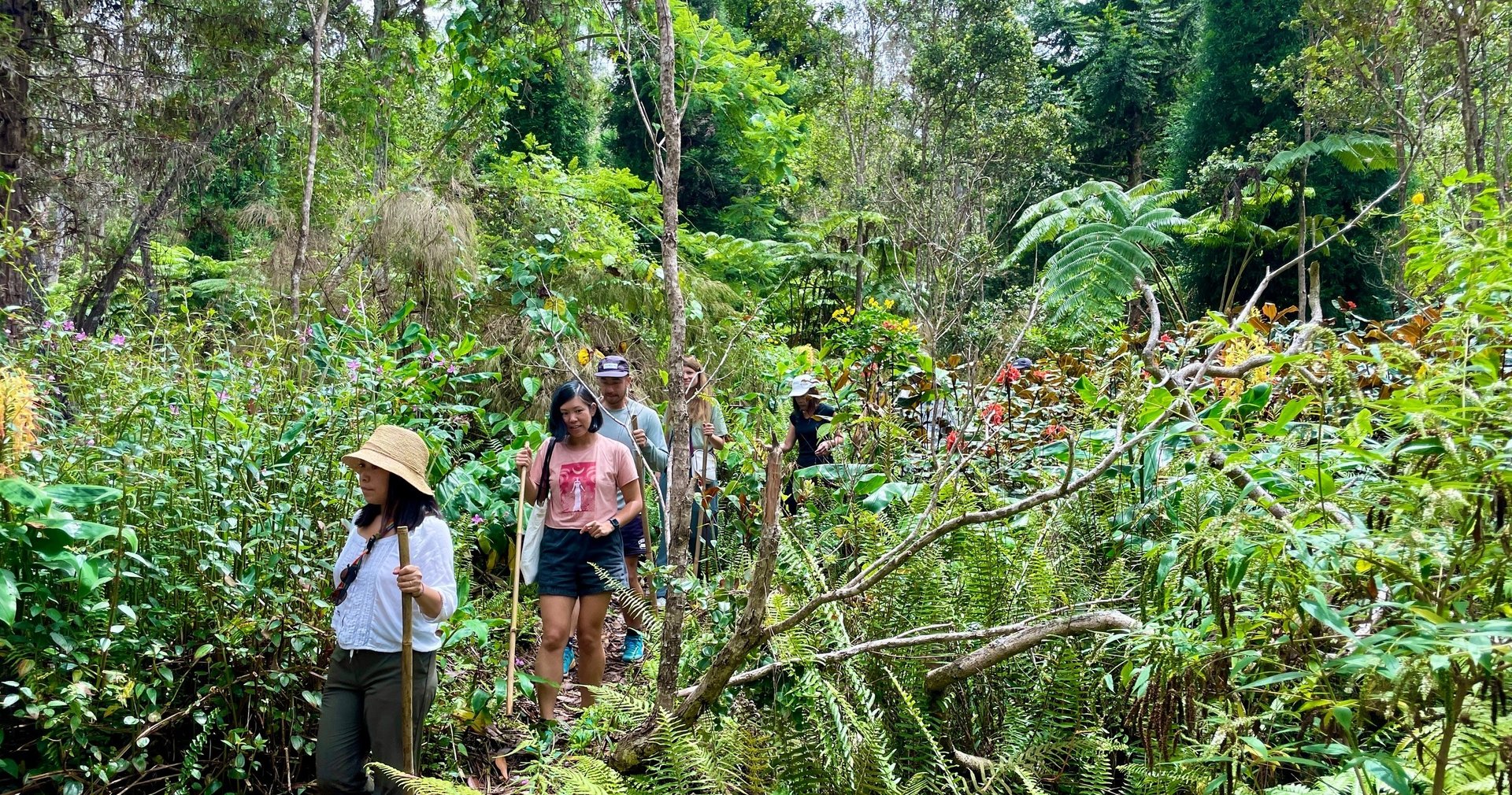 Montane jungle trail through lush cloud forest