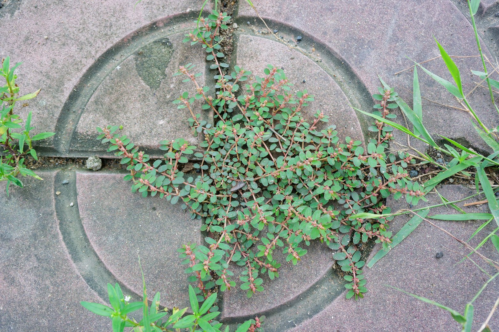 Ukrudtsbekæmpelse