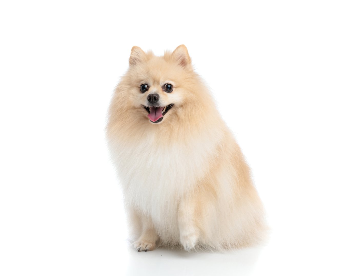 Adorable and fluffy happy pomeranian dog is sitting and panting, isolated on white background