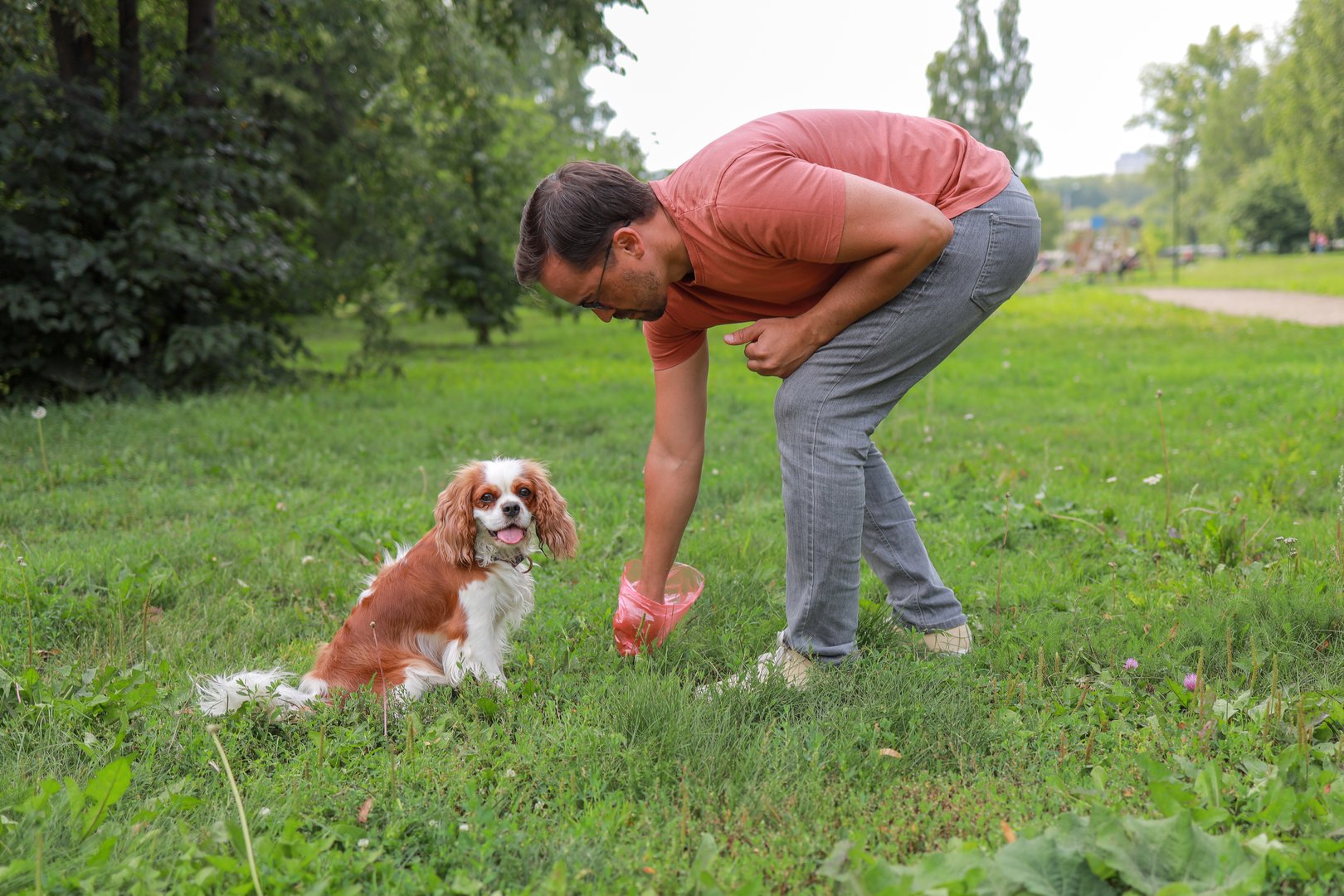 A male dog owner collects his pet's excrement in a plastic bag in a park to maintain order. concept sanitation, veterinary services.