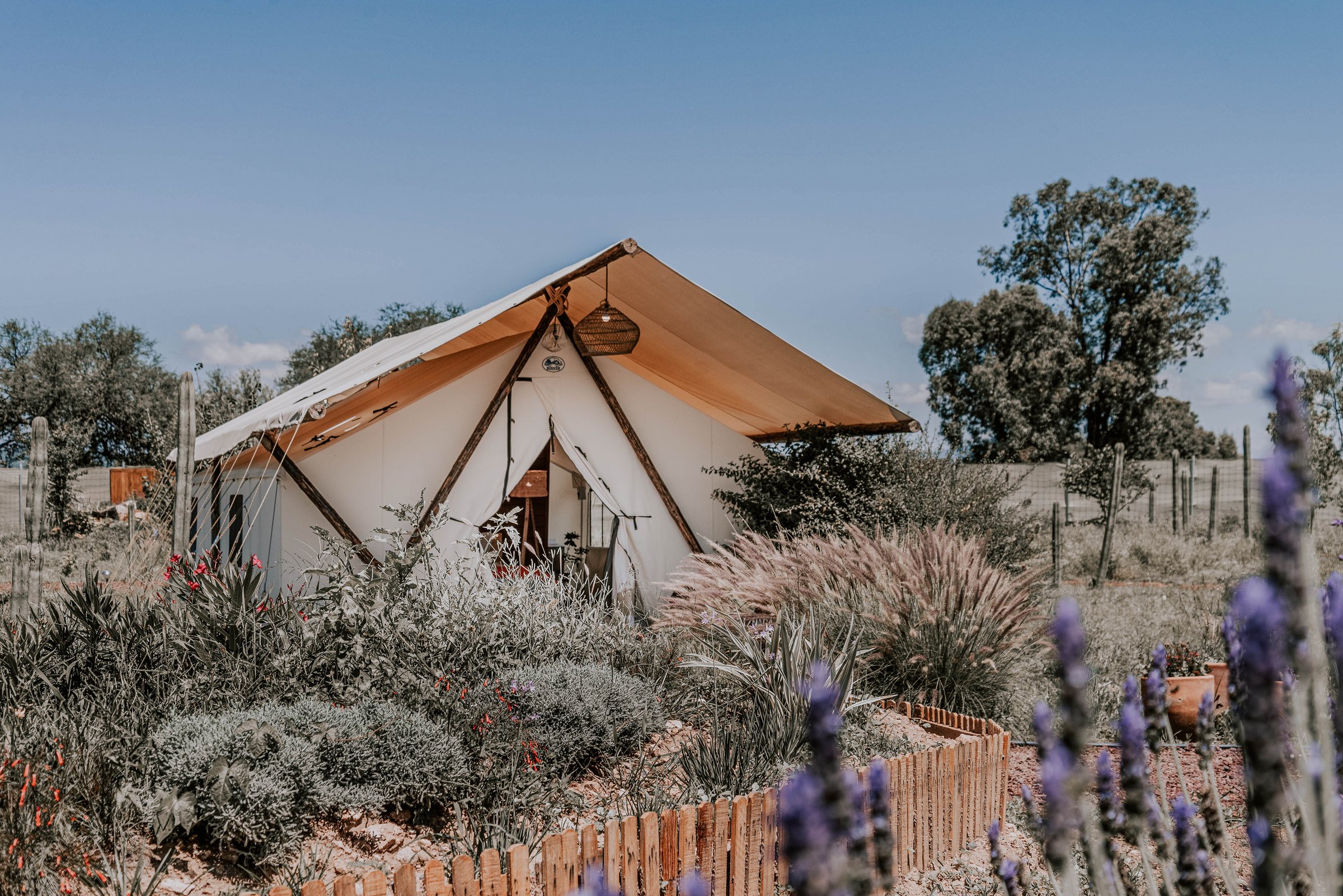 A glamping tent with a wooden frame surrounded by a garden with lavender and other plants under a clear blue sky.