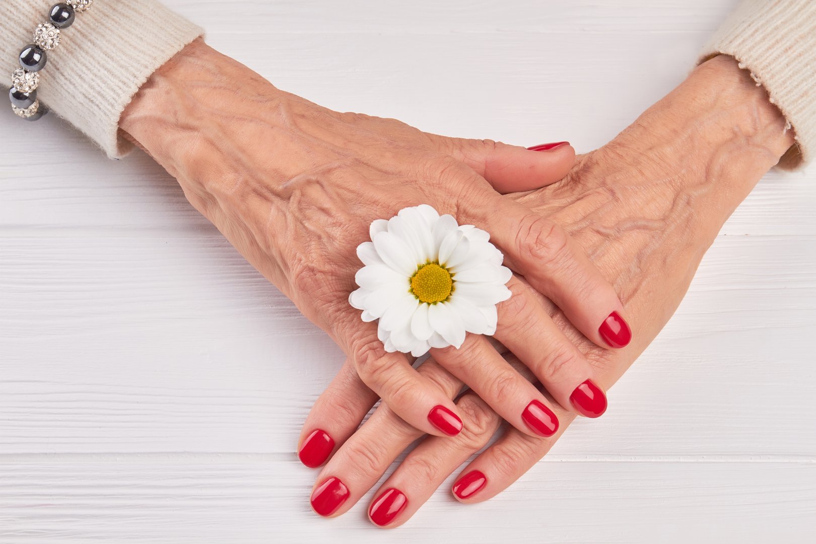 Female manicured hands and chrysanthemum. Old woman hands with red manicure and white little chrysanthemum. Red manicure and white chrysanthemum.