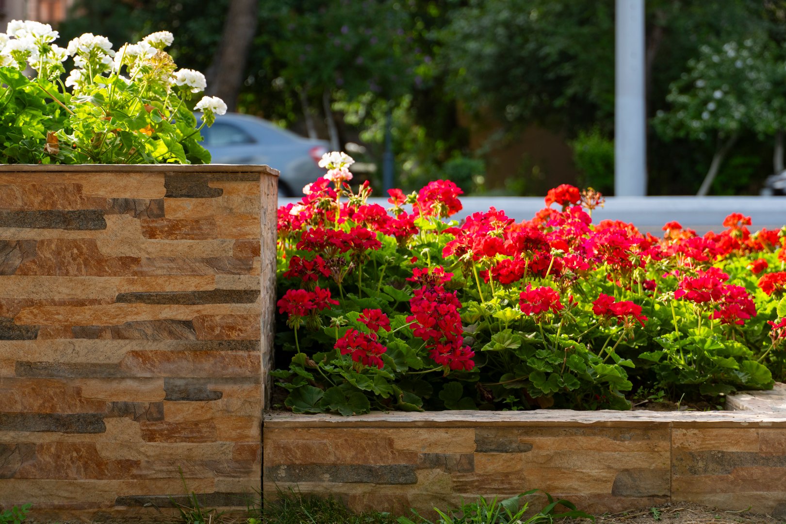 Red and white geranium flowers in stone flowerbed