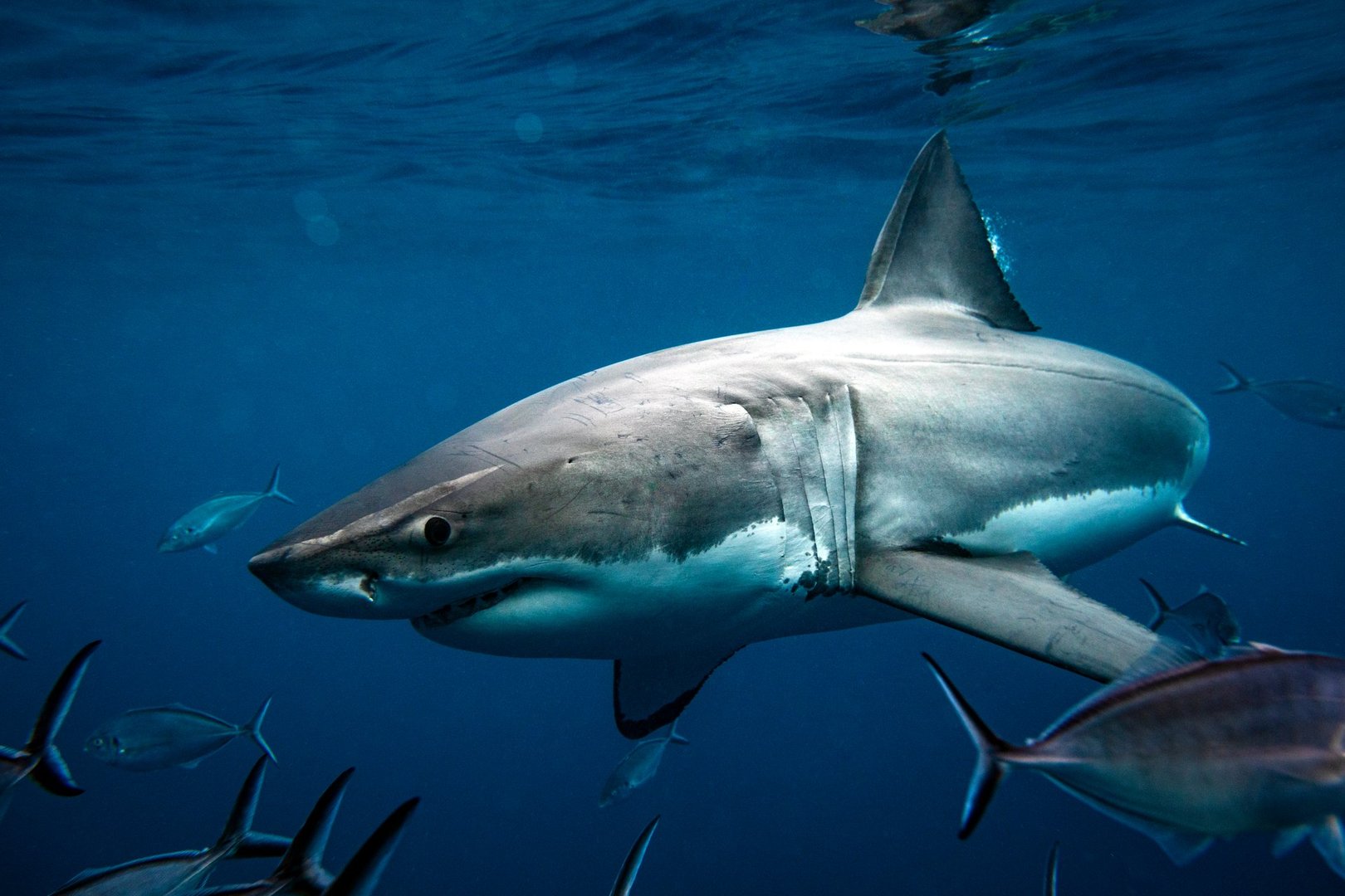 Great white photographed swimming the blue ocean waters of South Australia