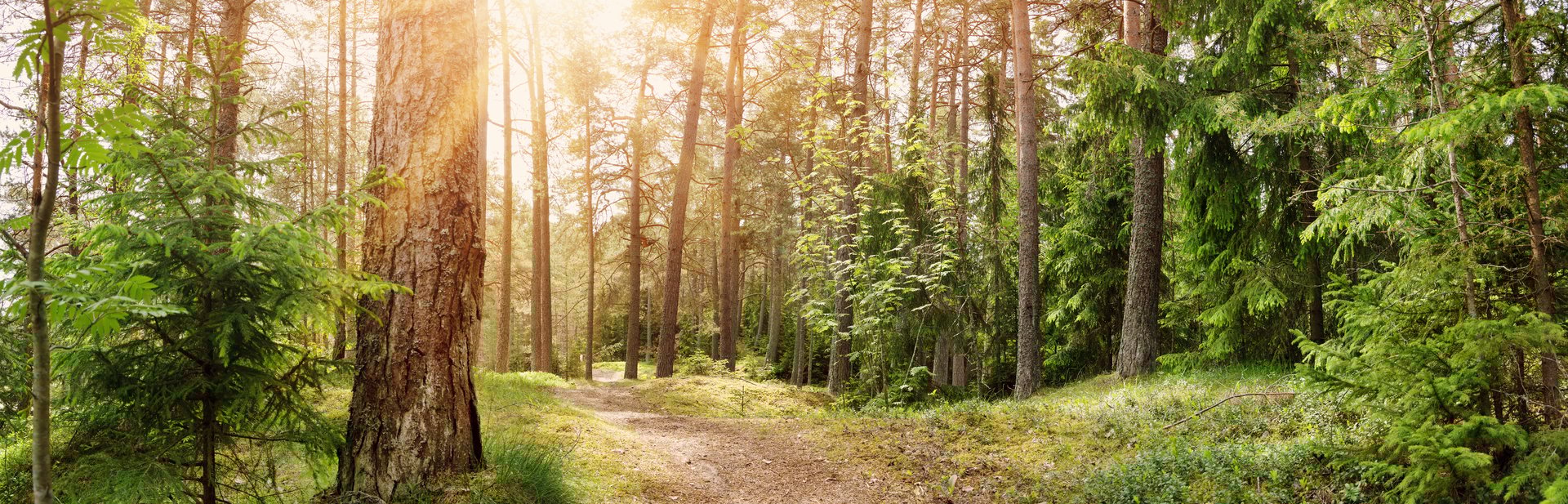Panoramic view of the wild trail in the simmer forest. Morning in the wilderness natural park.