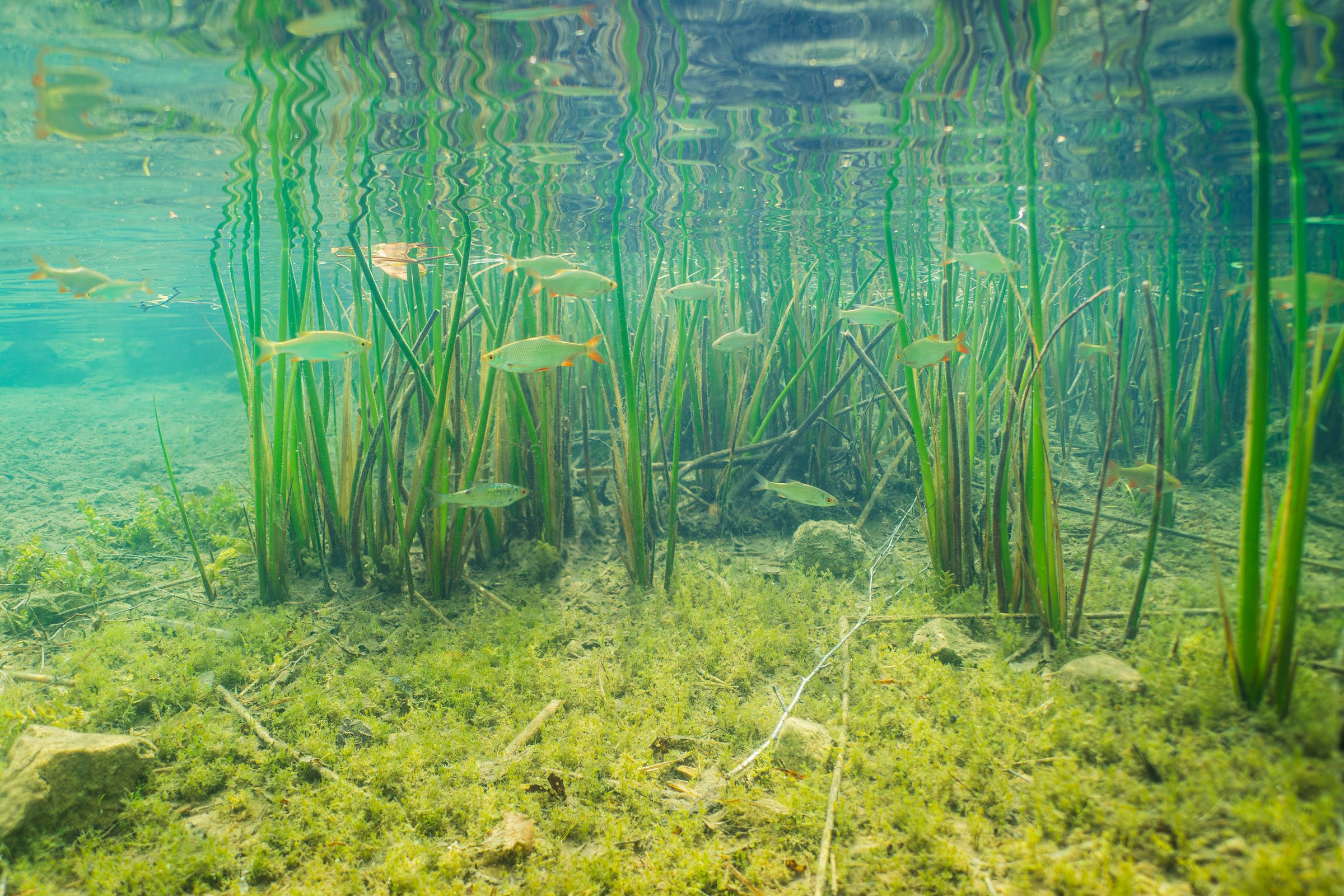 Underwater photo: Roach swimming amongst green reeds in clear lake water