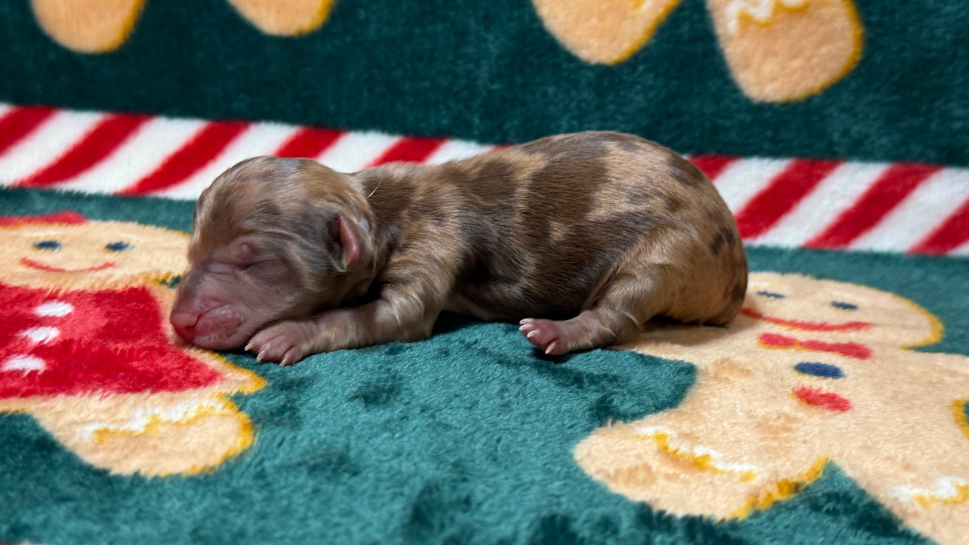 A small brown puppy with light brown markings on its face and paws lying on a soft white blanket.