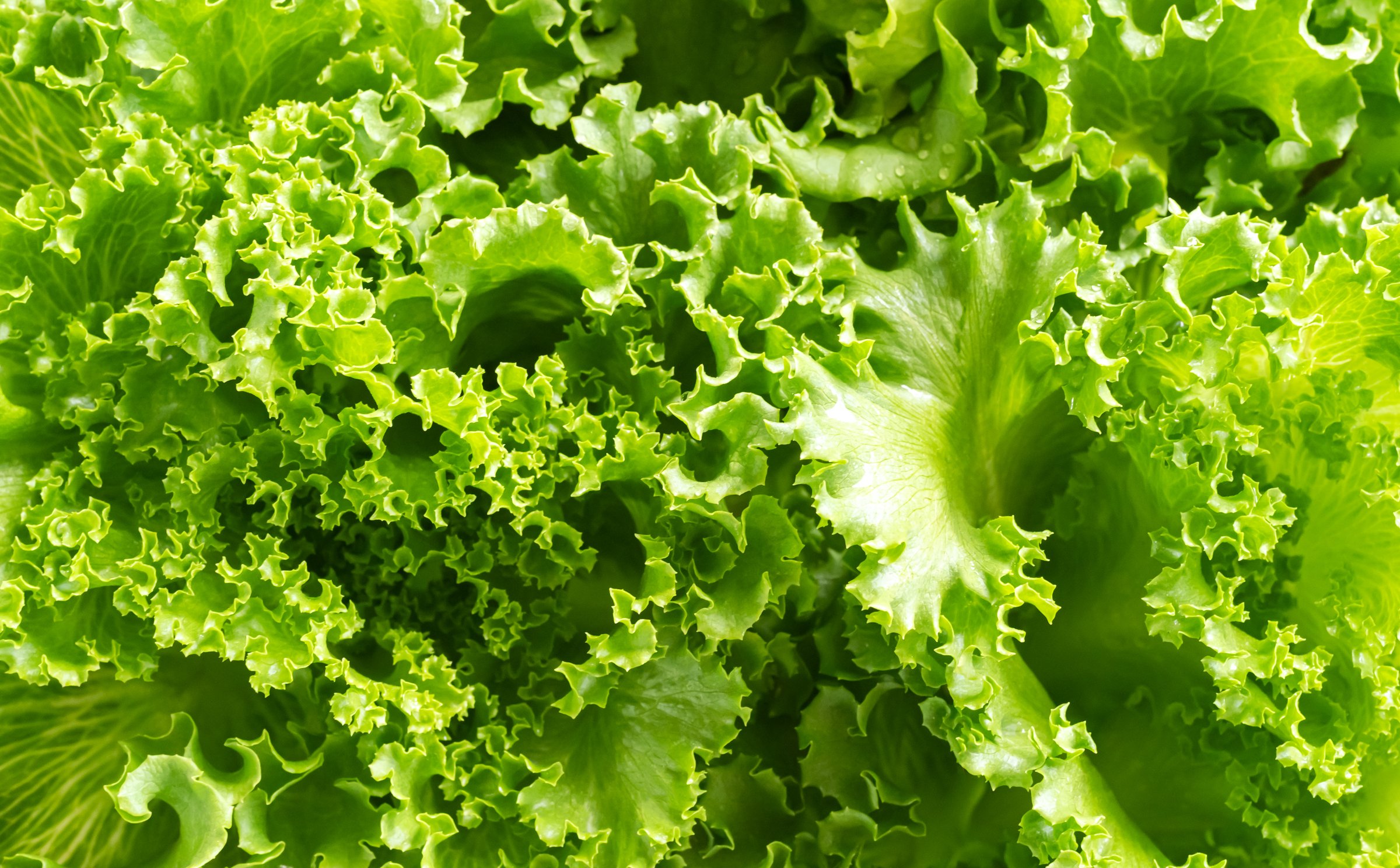 Green romaine lettuce leaves background farm plant growth garden vegetale salad, raw food fresh for diet good haelth, organic begetatial natural summer nature leaf farming market store.