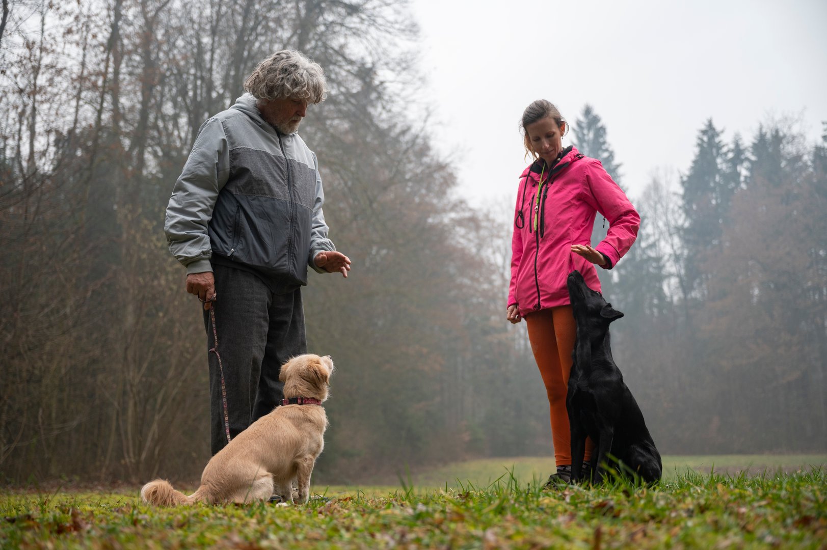 Professional Dog Training